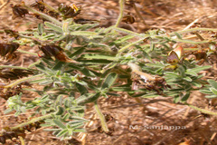Crotalaria ramosissima